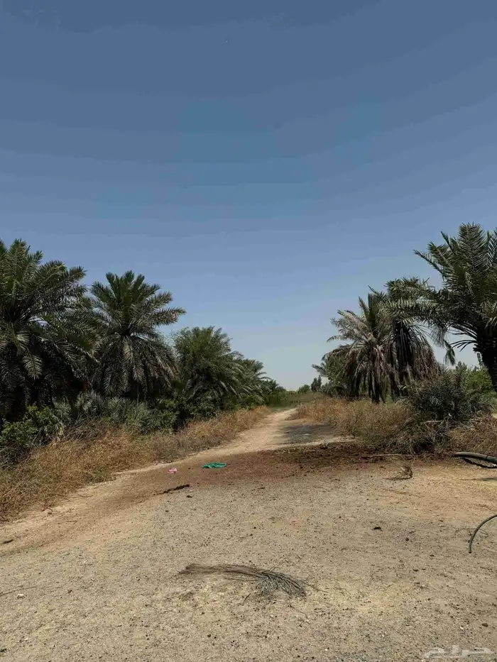ارض زراعي للبيع الجبيل الصناعيه 1