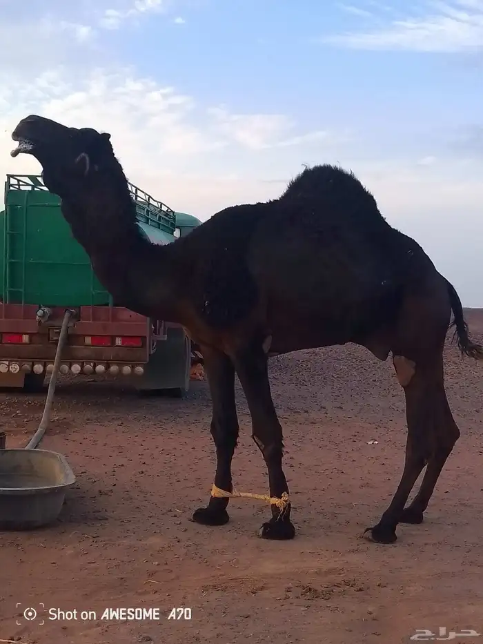 جمل السن سدس 0