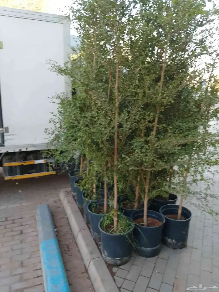 تنسيق حداءق 9