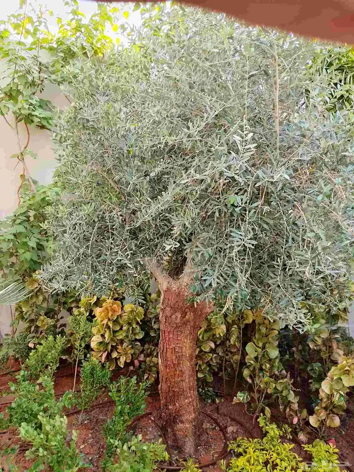 تنسيق حداءق 0