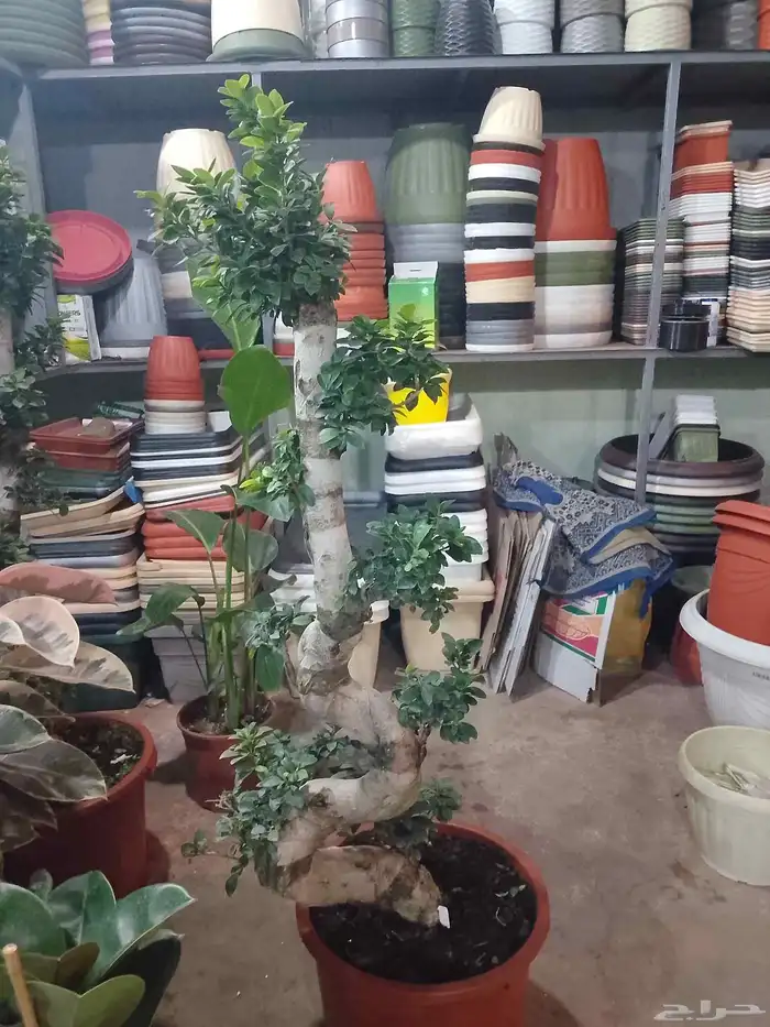 تنسيق حداءق 2