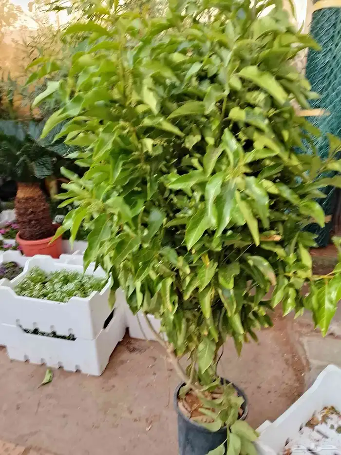 تنسيق حداءق 8