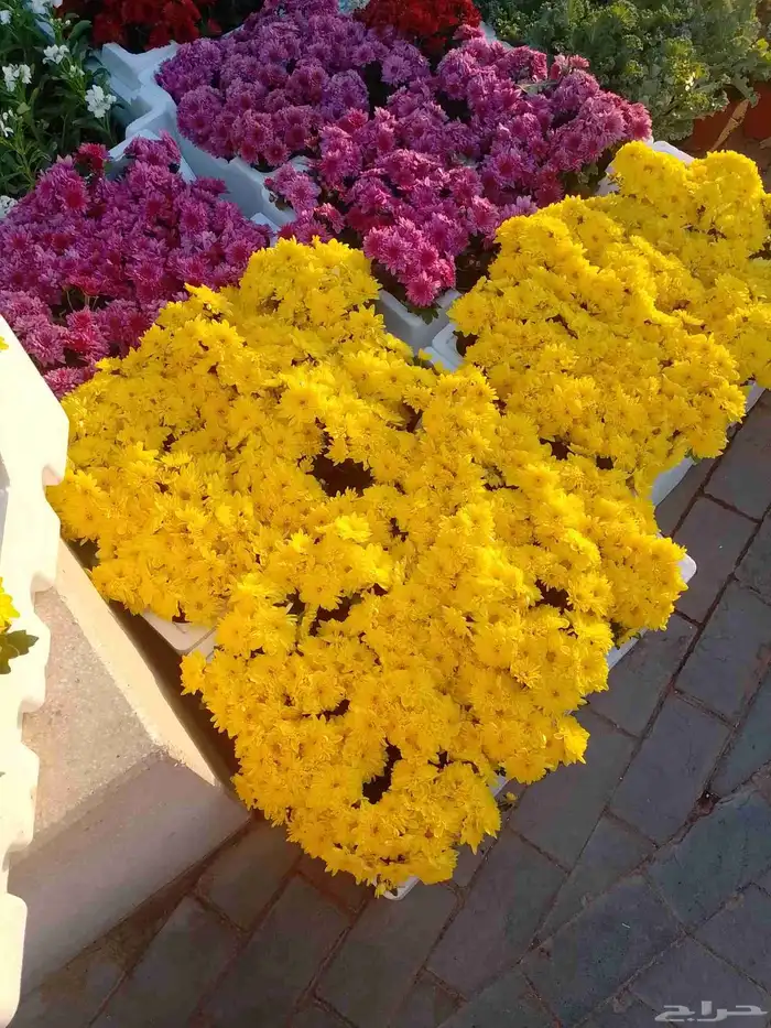 تنسيق حداءق 4