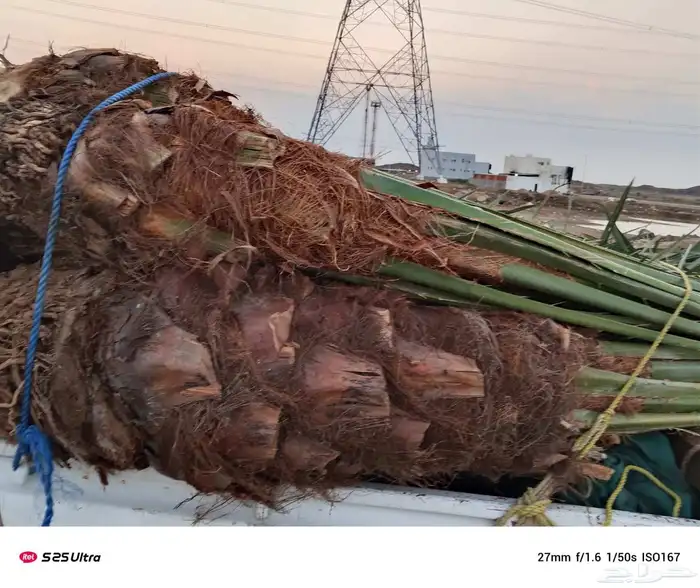 نخل للبيع جده مكه المكرمه الطايف 2