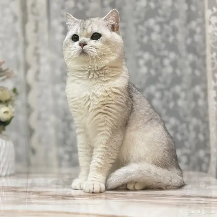 قطة سكوتش ستريت بيور للبيع - لون سلفر - يوجد دفع بالتقسيط 0