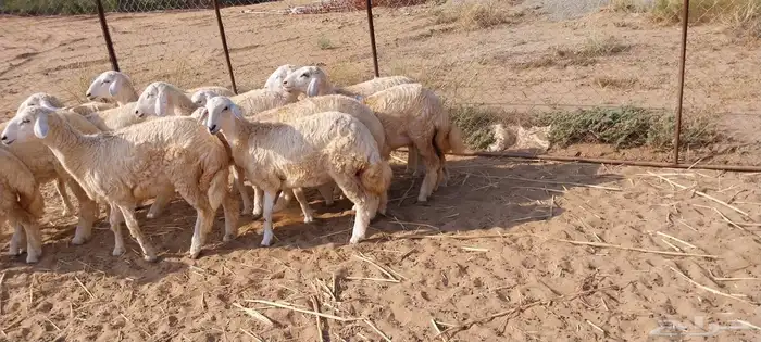 رخال حريات ( تم البيع ) 2