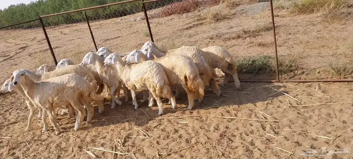 رخال حريات ( تم البيع ) 3