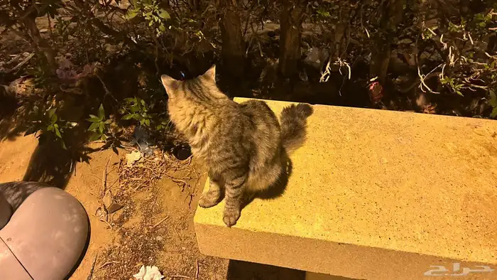 قطط للتبني 3