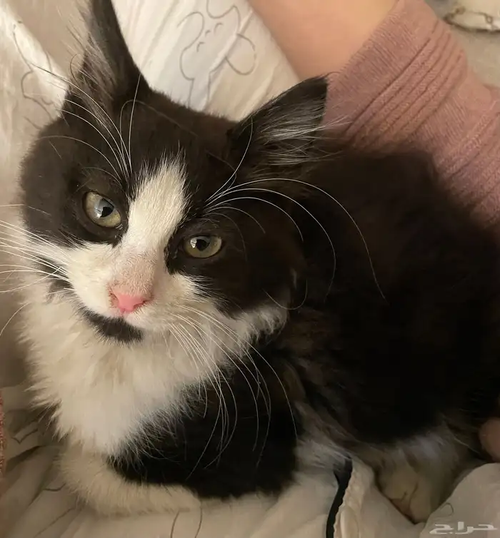 قط اليف جدا 2