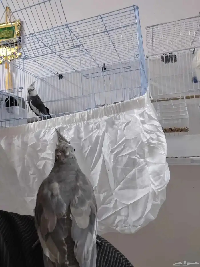 جوز كروان هولندي اليف جدا واذكر عنده نغمات كثيره على اسوم 0