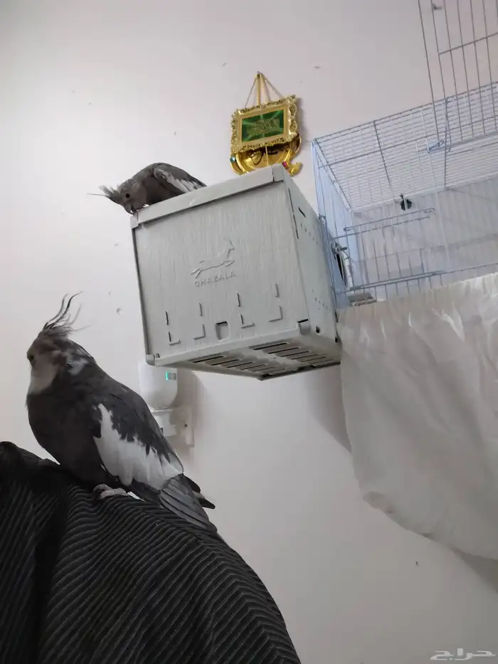 جوز كروان هولندي اليف جدا واذكر عنده نغمات كثيره على اسوم 2