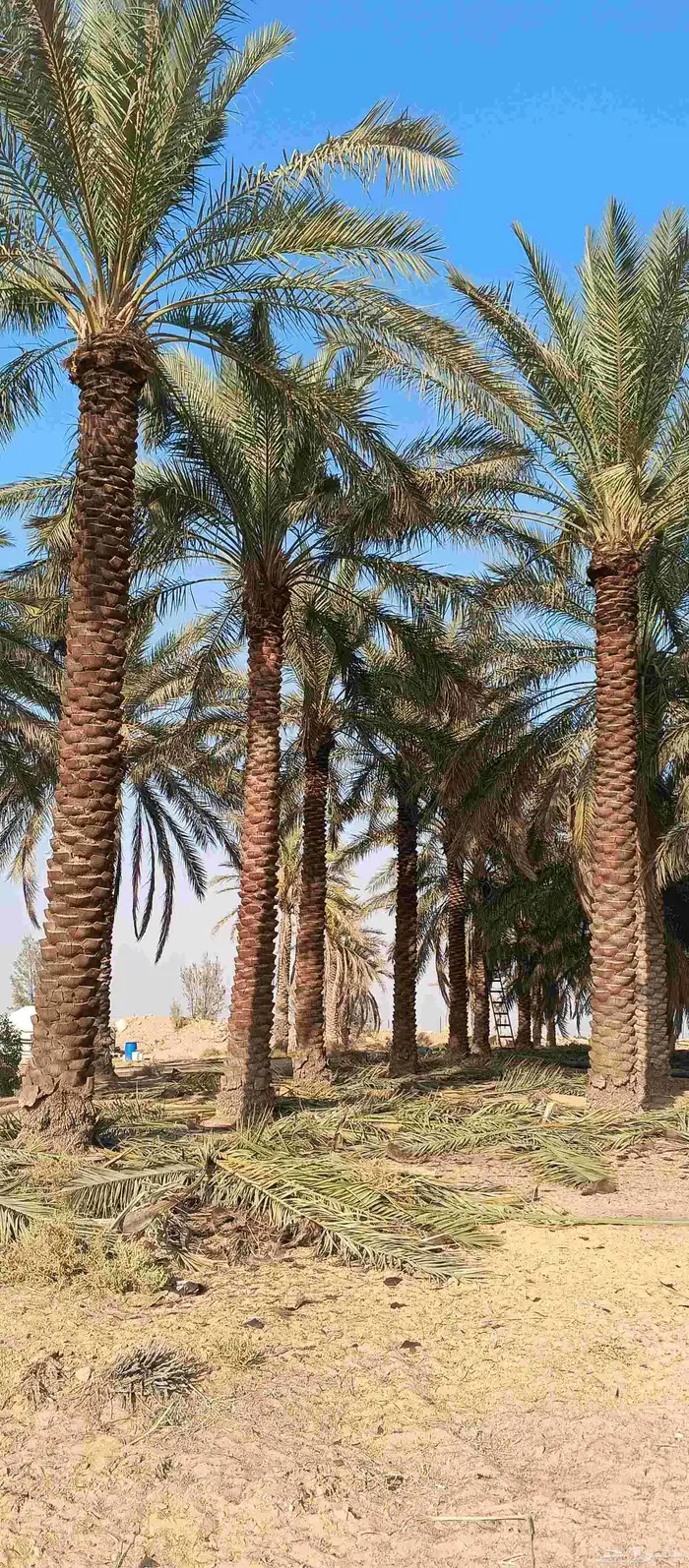 بيع نخل عربي 6 متر نخل زينة 0