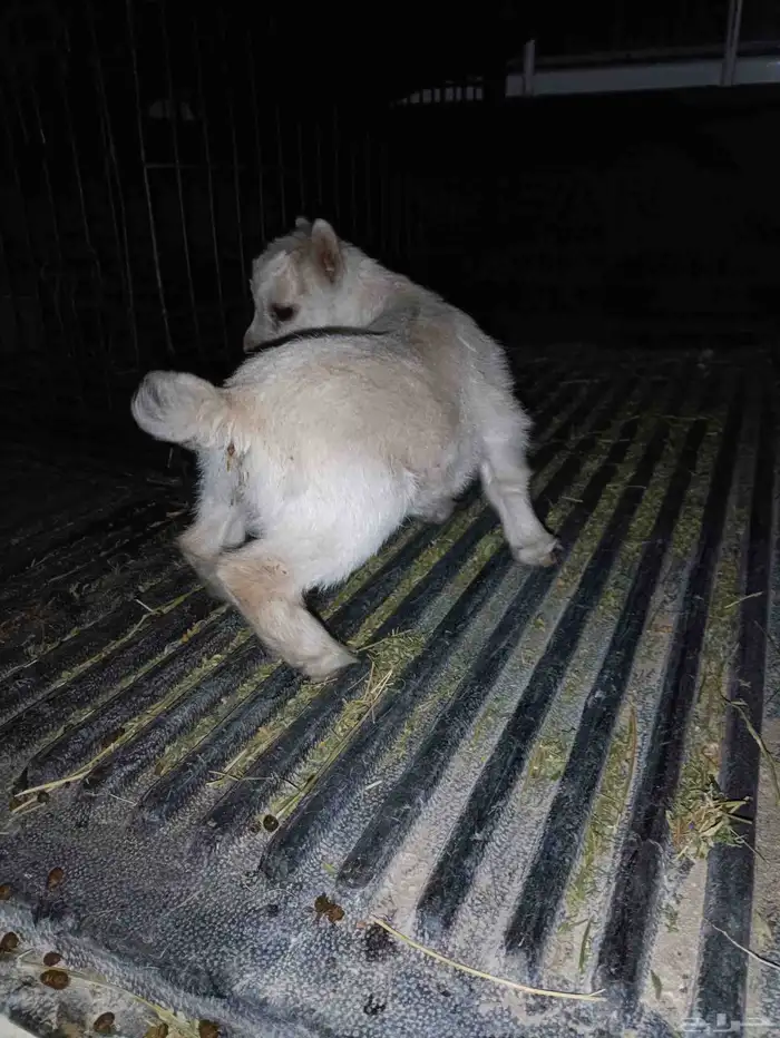 ماعز قزم تيس متنوع الاعمار والمستوى ومعرفين 8