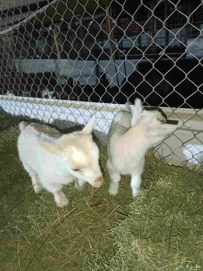 ماعز قزم تيس متنوع الاعمار والمستوى ومعرفين 0