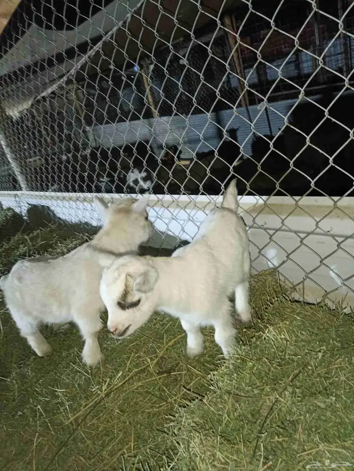 ماعز قزم تيس متنوع الاعمار والمستوى ومعرفين 2