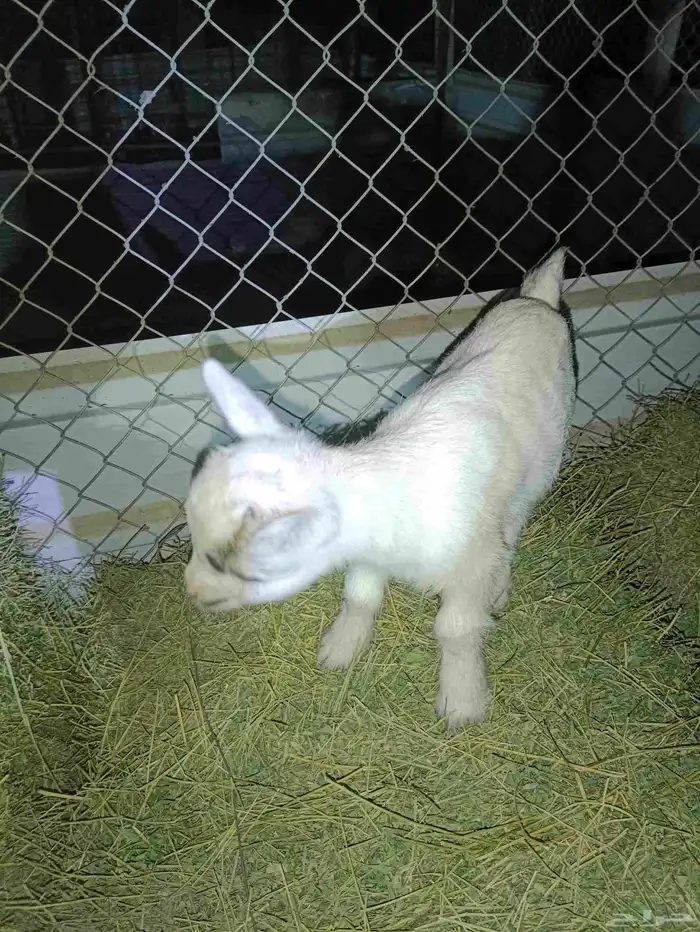 ماعز قزم تيس متنوع الاعمار والمستوى ومعرفين 5