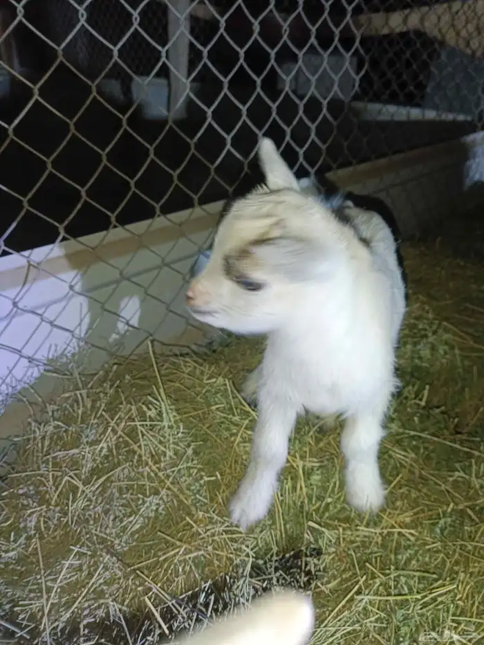 ماعز قزم تيس متنوع الاعمار والمستوى ومعرفين 4