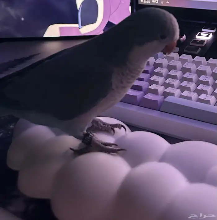 طير كويكر   طير كنيور 0