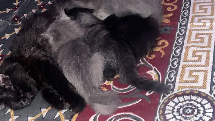 قطط من نوع هملايا العمر شهر و أسبوعين الحد 500 للواحد 0