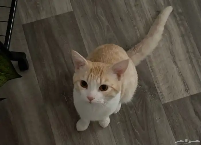 الي يحصله يقولي 0