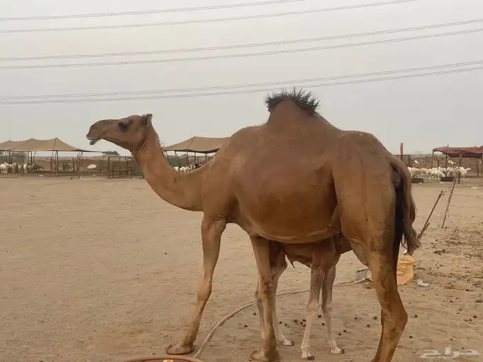 ناقة ساحلية خلفة مصغر منوة القاني تبارك الرحمن.. 0