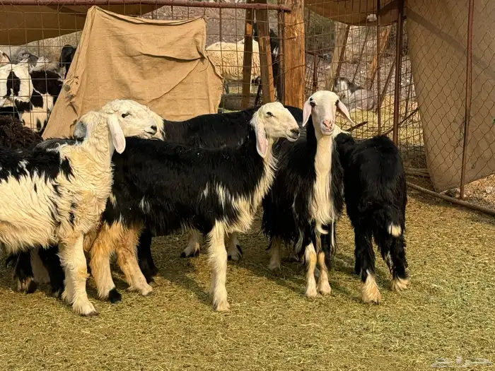 الرخال النجد الفاخره والمراح 6