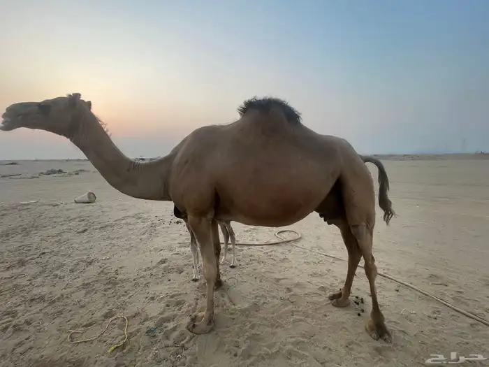ناقة ساحلية خلفة مصغر منوة القاني تبارك الرحمن.. 2