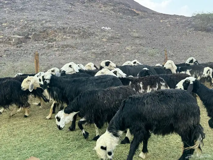 ضان نجد مراح واحد 8