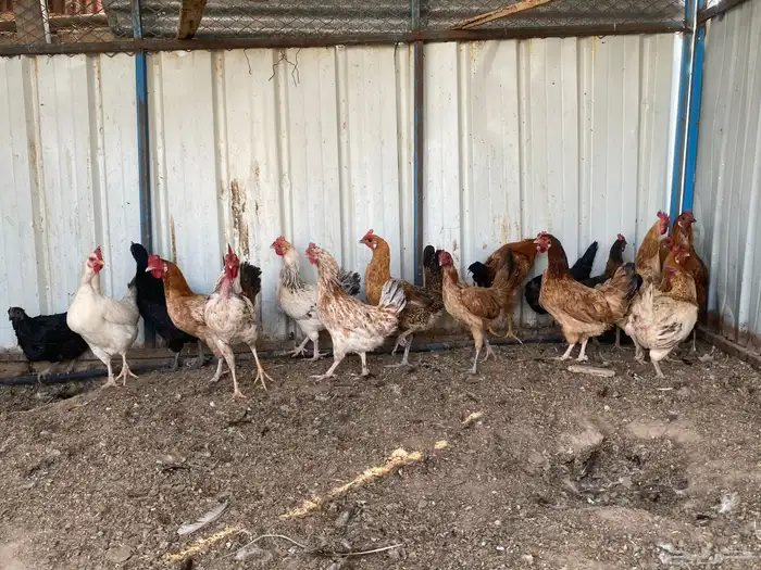 دجاج بلدي بياض 1