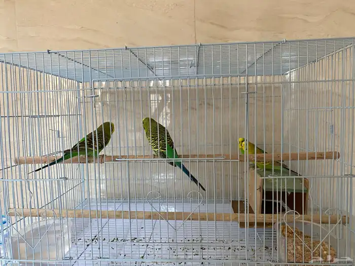 عصفور الحب 4 عصافير 1