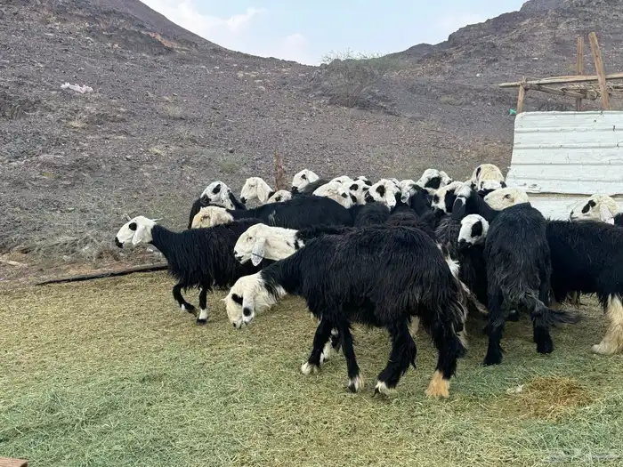 ضان نجد مراح واحد 7