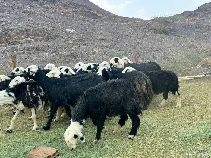 ضان نجد مراح واحد 5