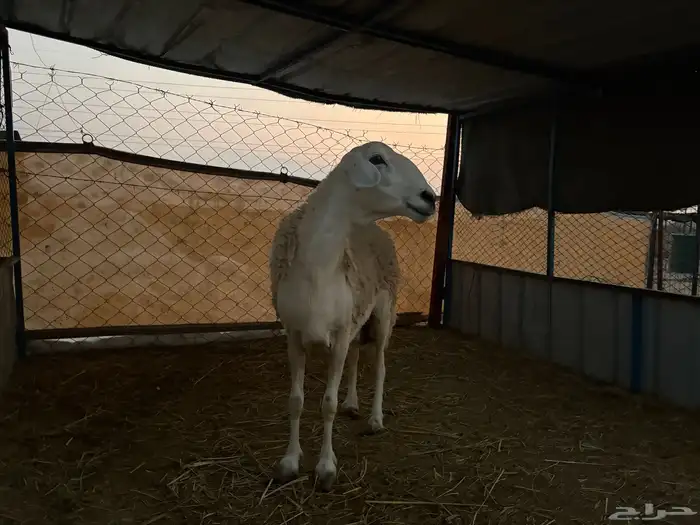 نعجه حرشاء 1