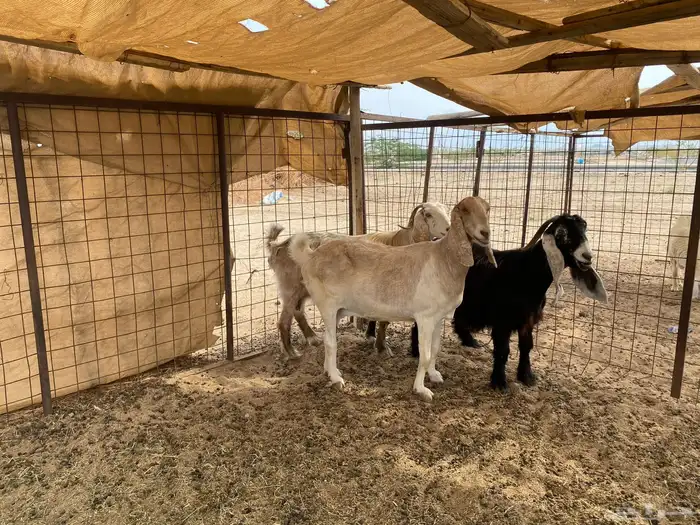 معزاء دفيع شرط 1