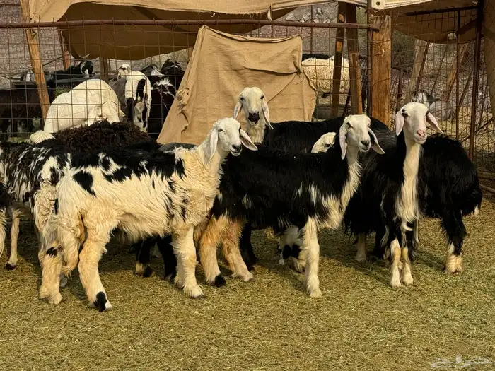 الرخال النجد الفاخره والمراح 5