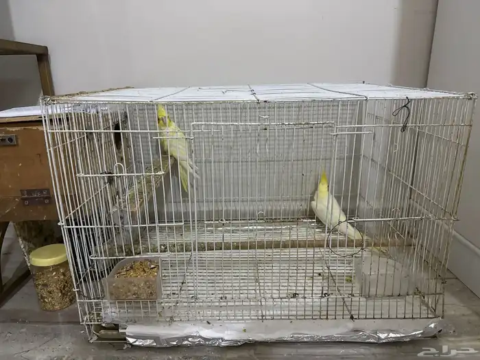 زوج كروان لاتينو 1