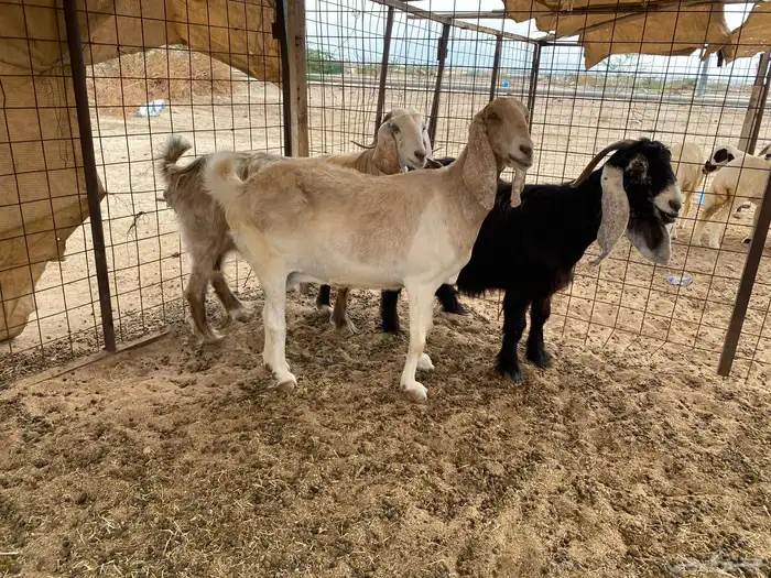 معزاء دفيع شرط 0