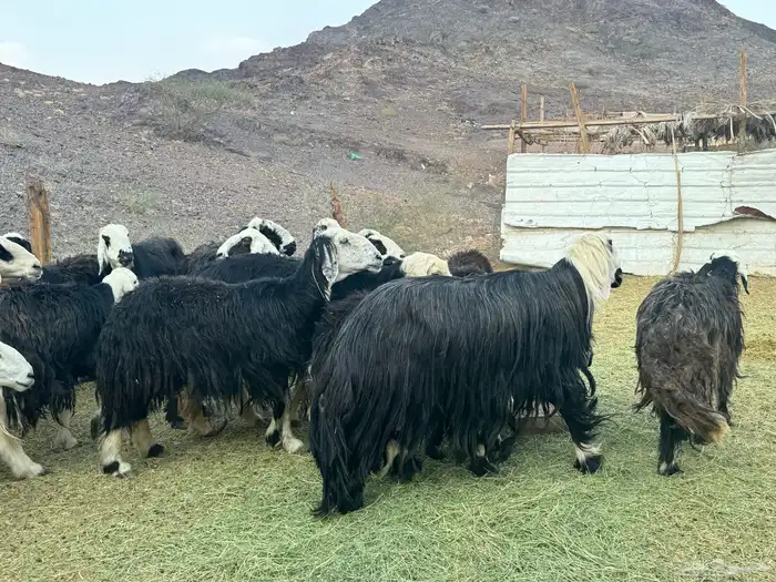 ضان نجد مراح واحد 0