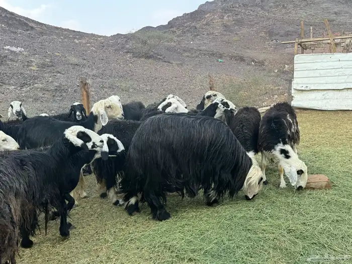 ضان نجد مراح واحد 2