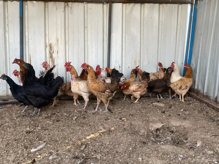 دجاج بلدي بياض 2