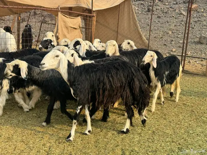 الرخال النجد الفاخره والمراح 9