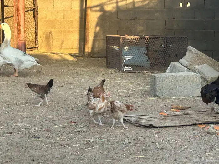 جمد عمر شهرين 0