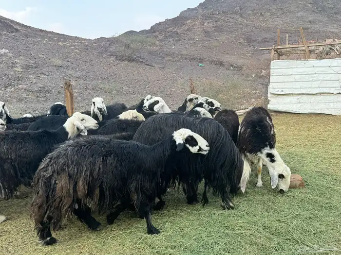 ضان نجد مراح واحد 1