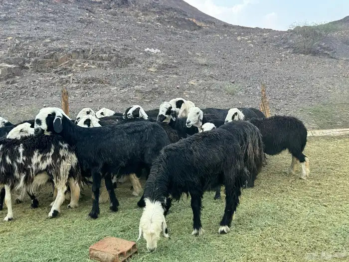 ضان نجد مراح واحد 4