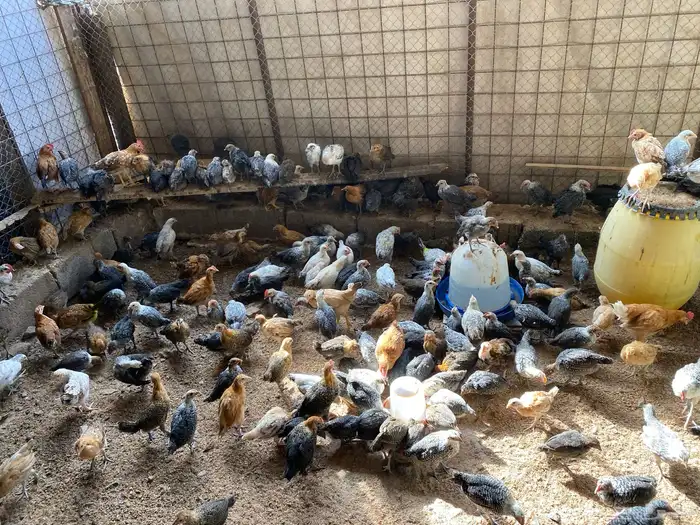 صوص بلدي نظيفة العدد 300 0