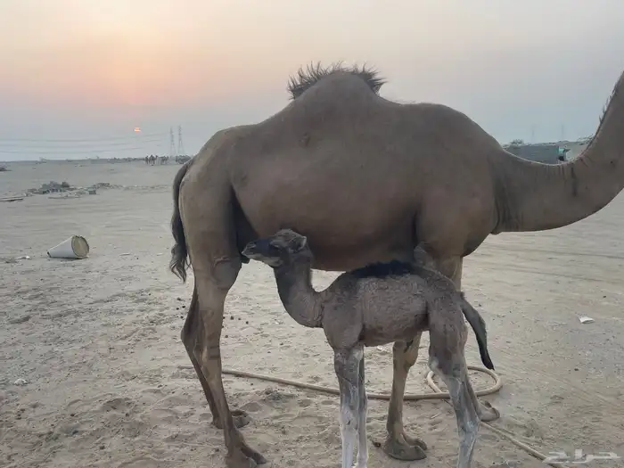 ناقة ساحلية خلفة مصغر منوة القاني تبارك الرحمن.. 4