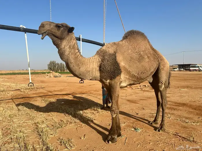 للبيع فحل اصفر 1