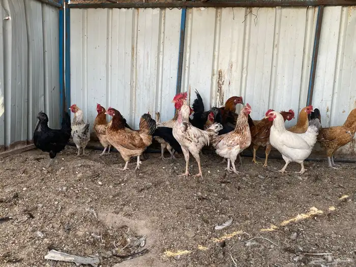 دجاج بلدي بياض 0