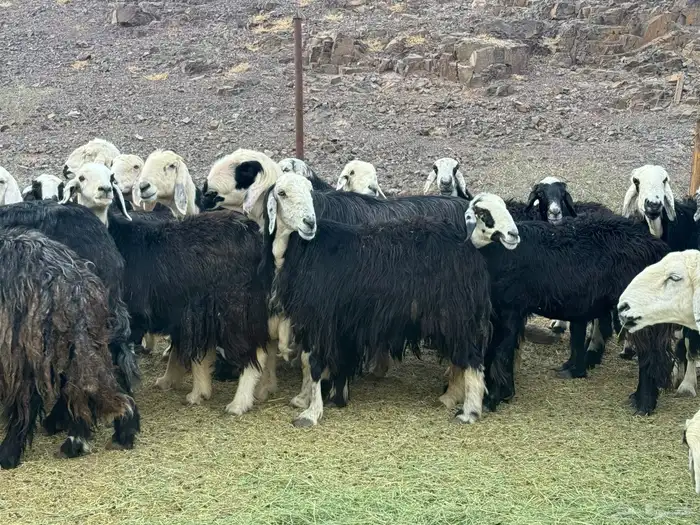 ضان نجد مراح واحد 3