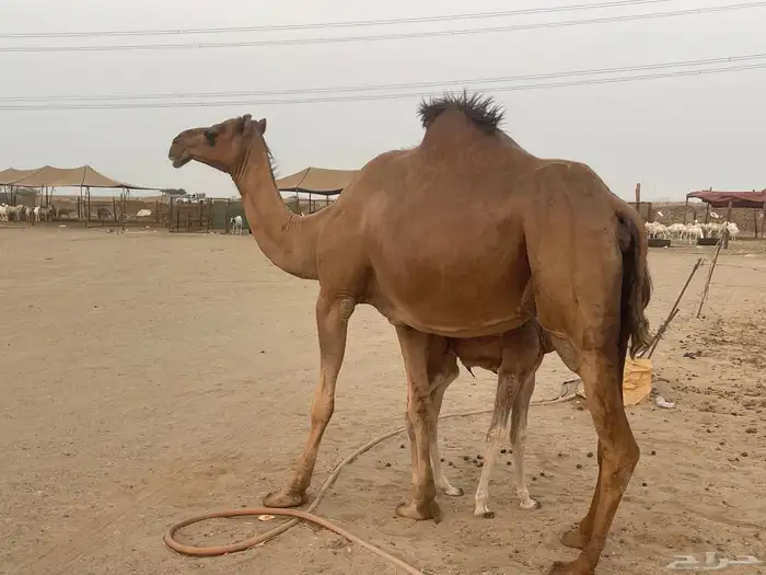ناقة ساحلية خلفة مصغر منوة القاني تبارك الرحمن.. 1